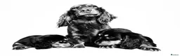 Miniature Dachshund dogs for sale: Longhaired Miniature Dachshund Puppies - Advert 3