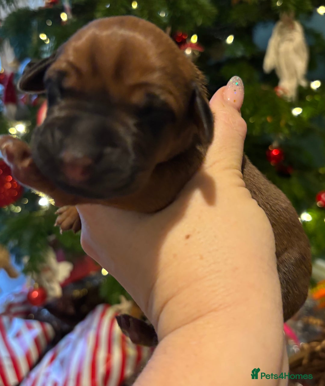 Rhodesian Ridgeback dogs for sale: Nyasharose ridgebacks  - Advert 12