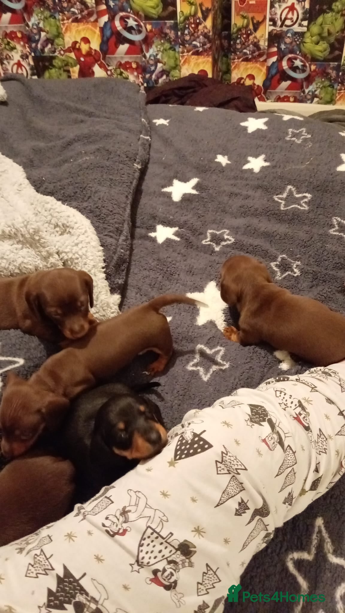 Miniature Dachshund dogs Mini dachshund - Advert 1