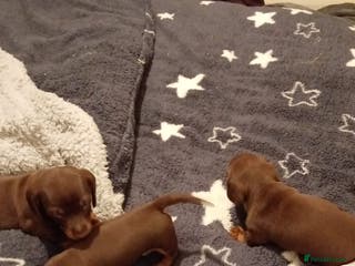 Miniature Dachshund dogs Mini dachshund - Advert 1