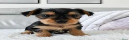 Yorkshire Terrier dogs for sale: Beautiful Yorkshire Terrier Puppies - Advert 3