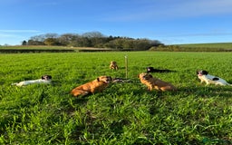 Labrador Retriever dogs for sale: KC Registered Health Tested Working Labs - Image 18
