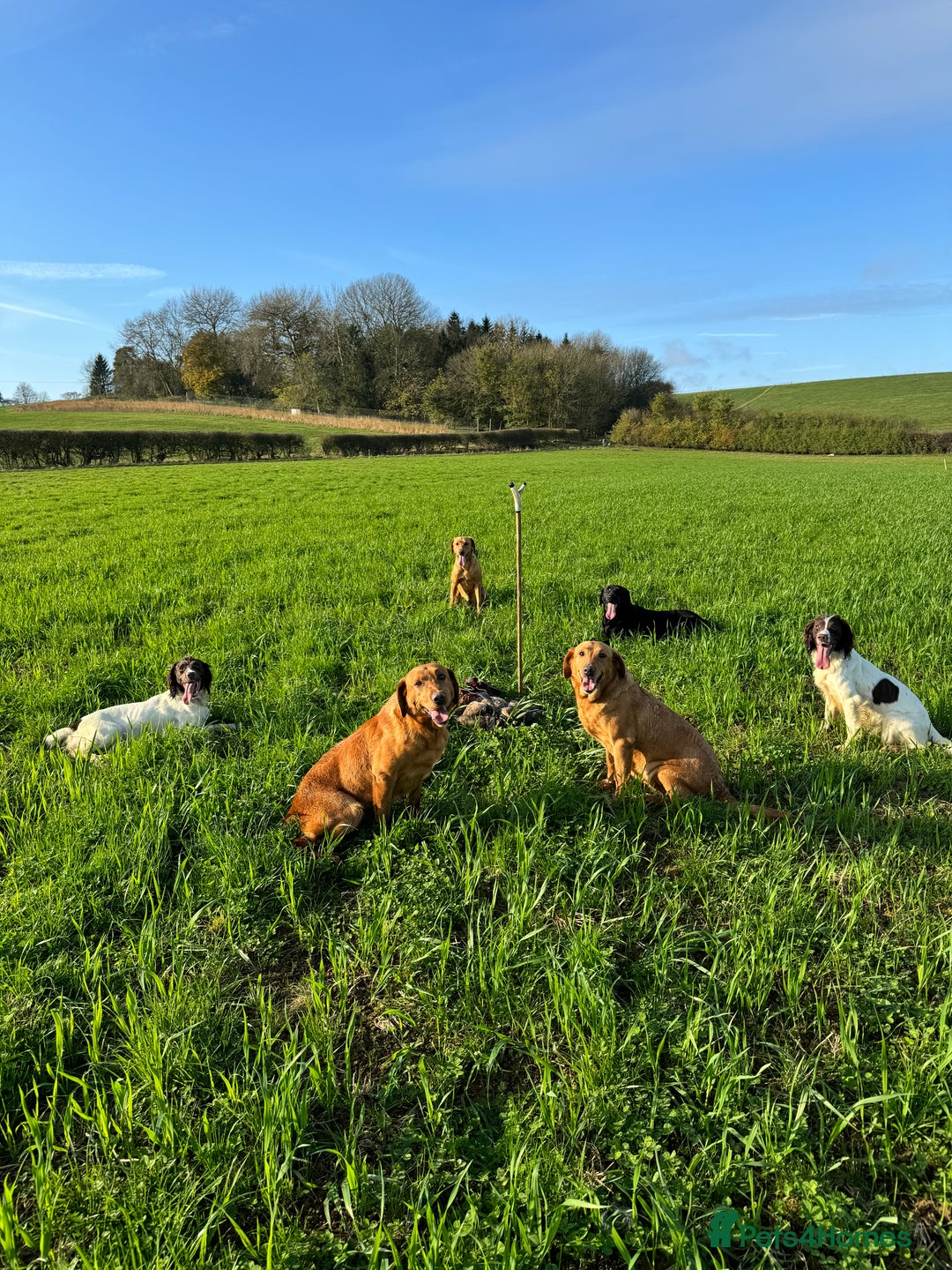 Labrador Retriever dogs for sale: KC Registered Health Tested Working Labs - Image 18