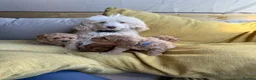 Toy Poodle dogs for sale: Toy poodle - Advert 3