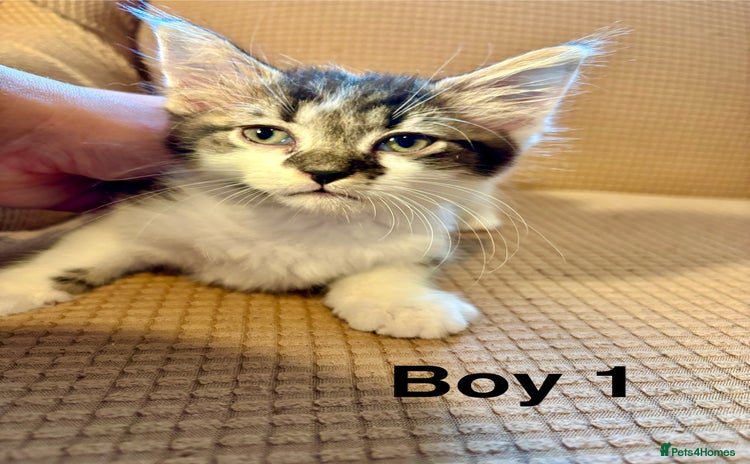Mixed Breed cats - Advert 8