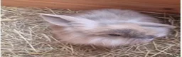 Mini Lop rabbits for sale: 1 x Mini Lion Lop ready to collect 23 September - Advert 4