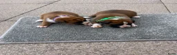 Boxer dogs for sale: Boxer - Advert 6