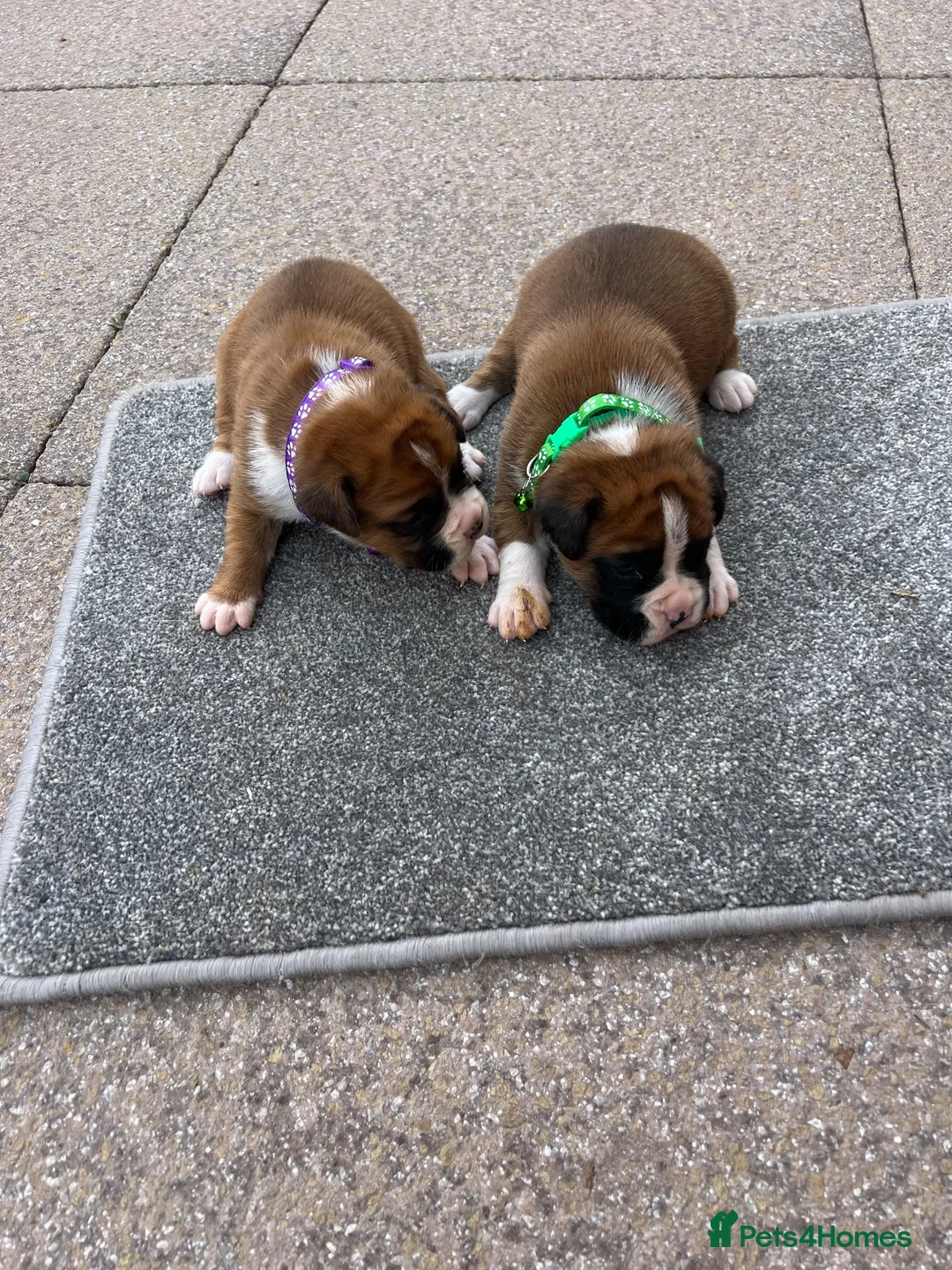 Boxer dogs for sale: Boxer - Advert 6