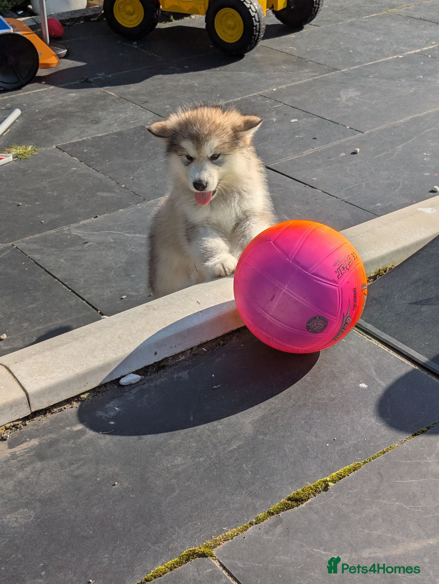 Alaskan Malamute dogs 2 male Kc Reg Alaskan Malamute puppies  - Advert 4