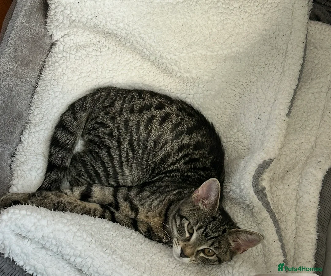 Domestic Shorthair cats for sale: FEMALE TABBY CAT FOR SALE!!! £100 - Advert 2