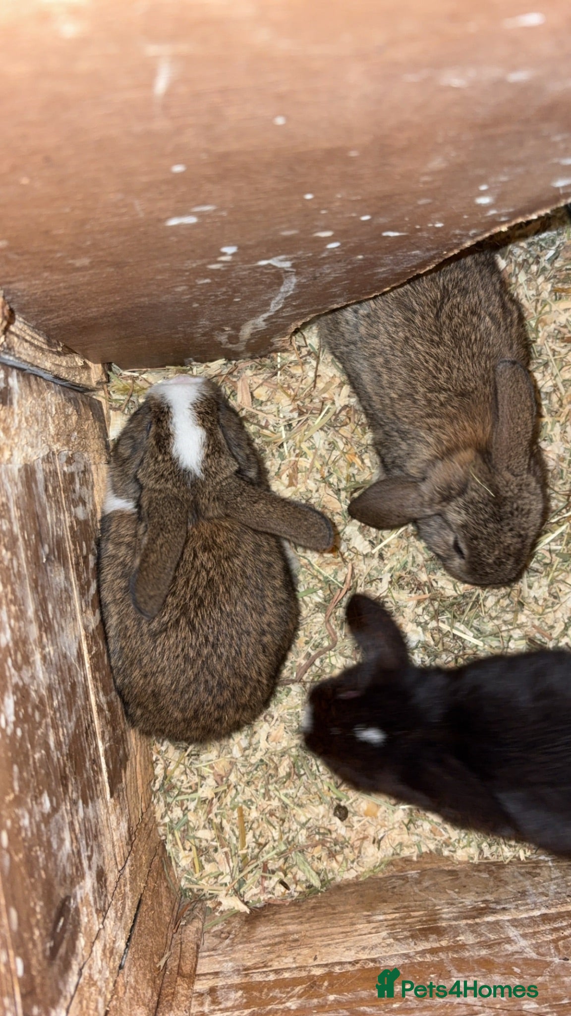 Mini Lion Lop rabbits Baby mini lop  - Advert 1