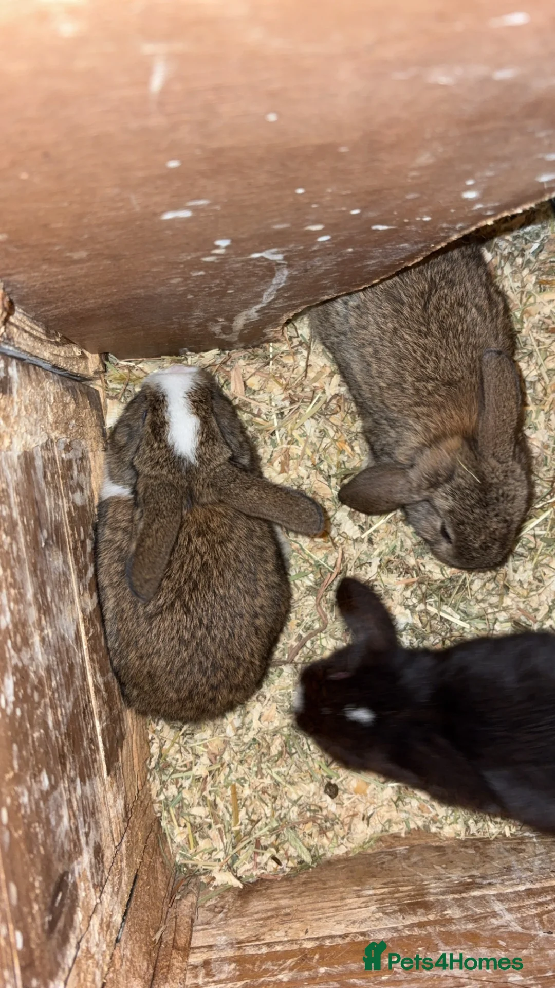 Mini Lion Lop rabbits for sale: Baby mini lop  - Advert 1