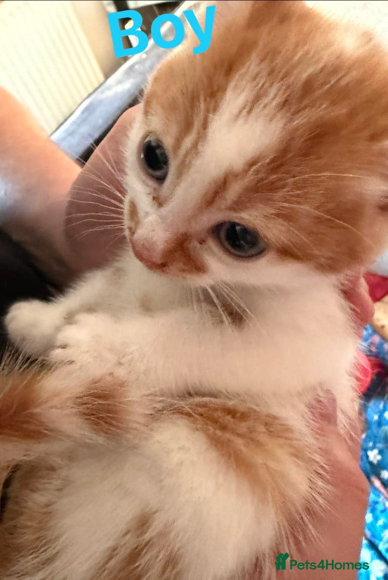 Mixed Breed cats Kittens for sale  - Advert 20