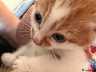 Mixed Breed cats Kittens for sale - Advert 20