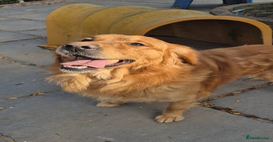 Golden Retriever dogs KC reg Golden Retriever Boy fully health tested - Advert 13