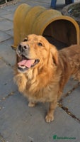 Golden Retriever dogs KC reg Golden Retriever Boy fully health tested - Advert 13