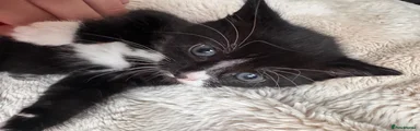 Mixed Breed Kitten 1