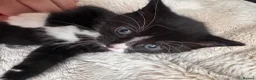Mixed Breed cats for sale: Lovely little kittens in Derby - Advert 4