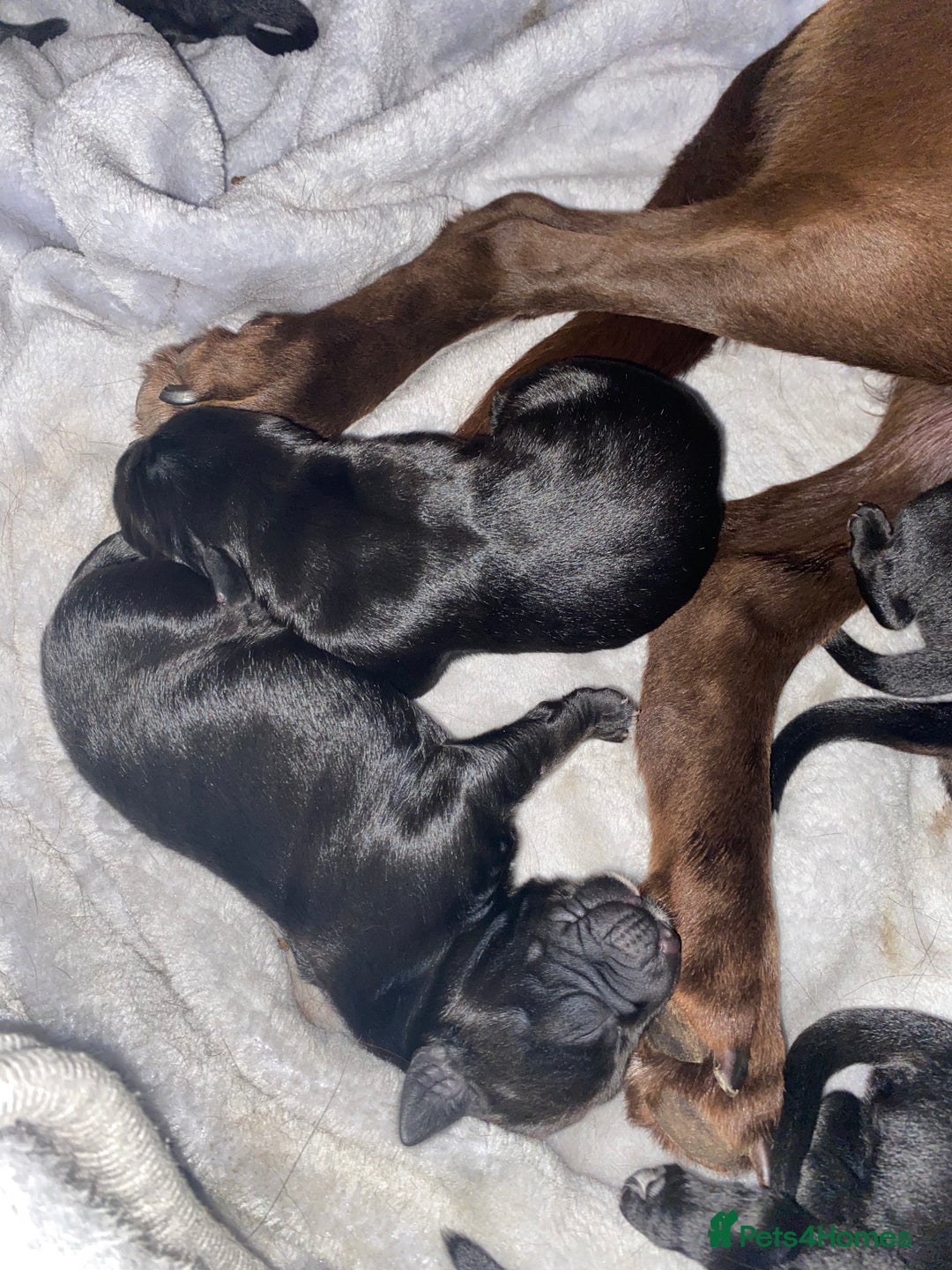 Mixed Breed dogs for sale: Beautiful pointer lab puppies!  - Image 9