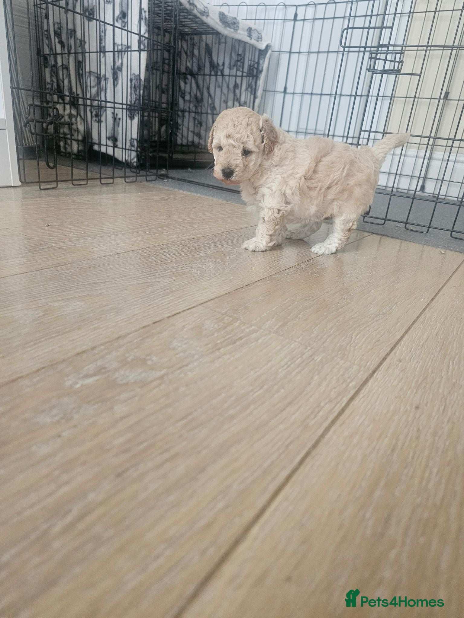 Miniature Poodle dogs Apricot miniature poodle - Advert 12