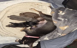 Chihuahua dogs for sale: 3 Male DWKC ** Chihuahuas  - Image 1