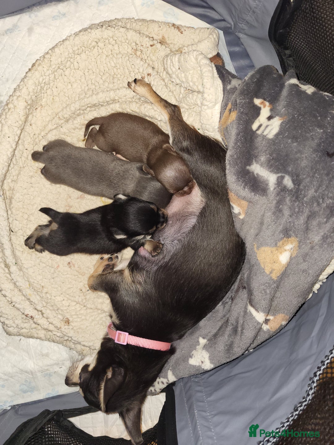 Chihuahua dogs for sale: 3 Male DWKC ** Chihuahuas  - Image 1
