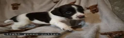 English Springer Spaniel dogs for sale: English Springer Spaniel Pups Working / House pets in Cleator Moor - Advert 16