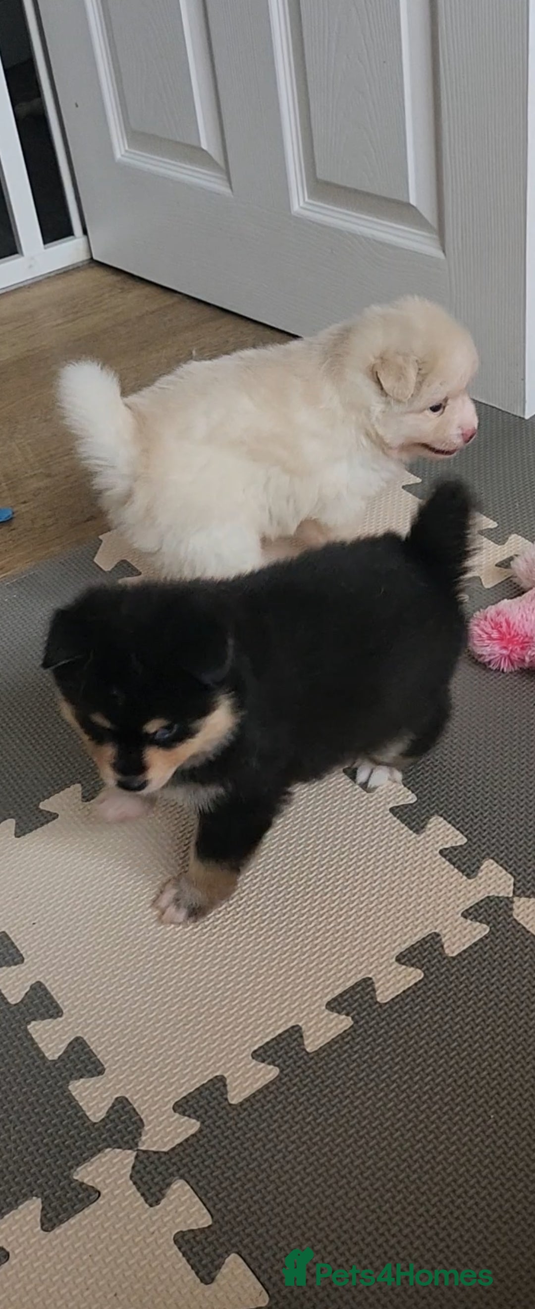 Pomsky dogs for sale: Heavenly Pomskies Puppies  - Image 21