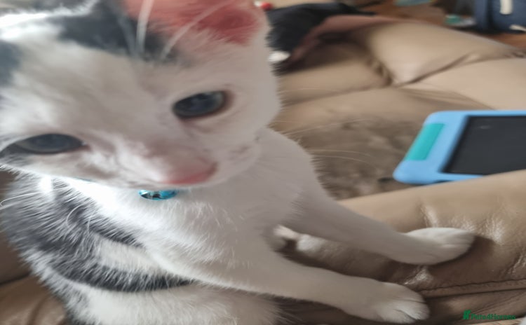 Domestic Shorthair cats - Advert 4