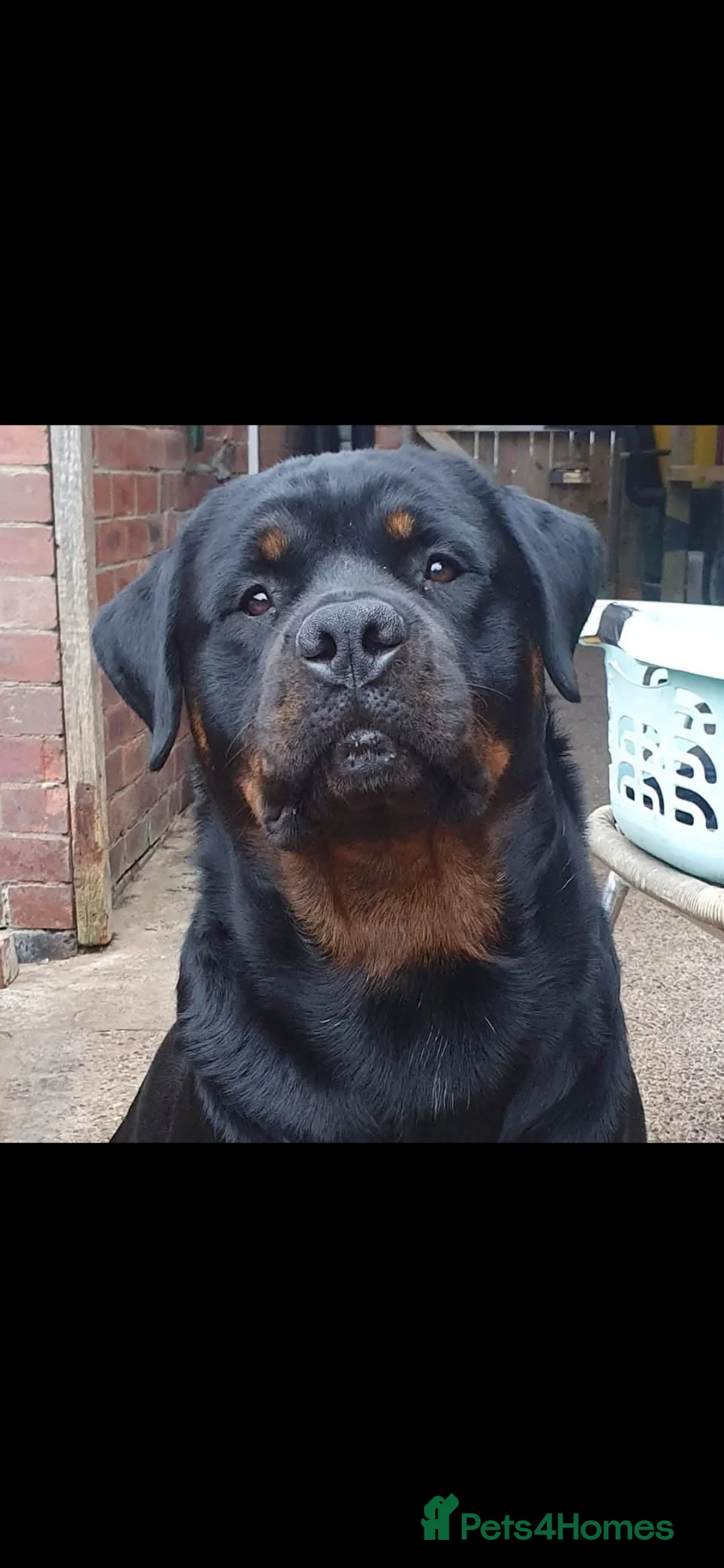 Rottweiler dogs for stud: STUNNING ROTTWEILER FOR STUD - Advert 1