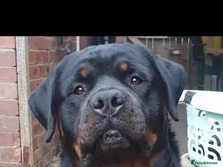 Rottweiler dogs STUNNING ROTTWEILER FOR STUD - Advert 19