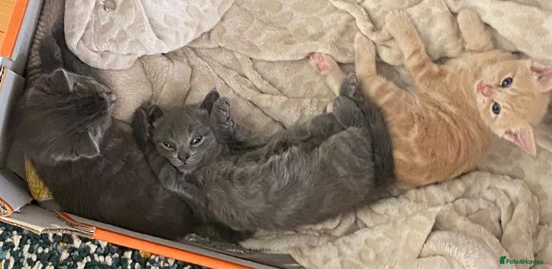 Mixed Breed cats for sale: 3 2 month old TORTIE x BRITISH SHORTHAIR KITTENS - Image 28