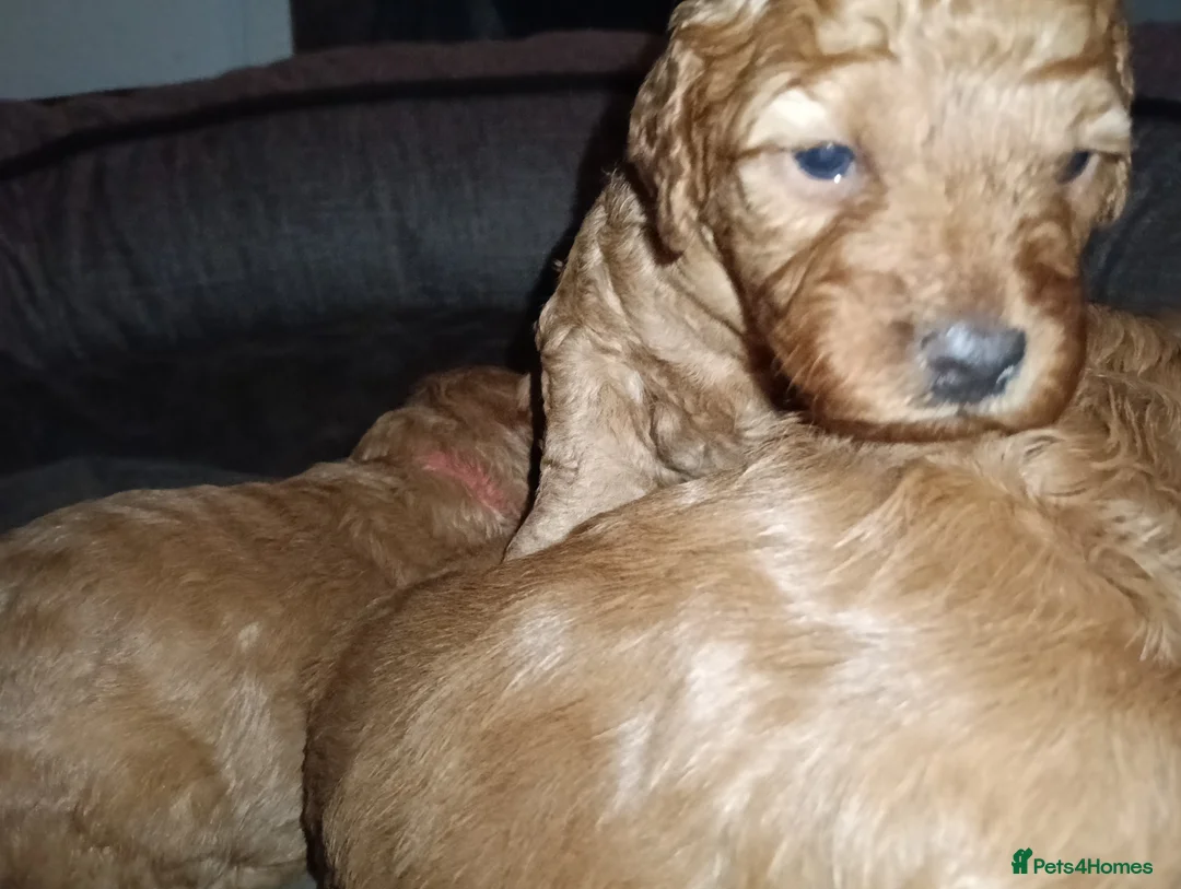 Cockapoo dogs for sale: F1b Miniature Cockapoo Puppies – Ready 1st May 🐾 in Chesterfield - Advert 12