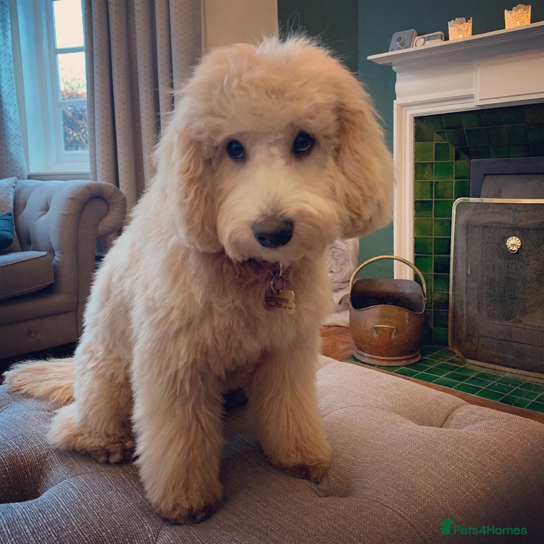 Australian Labradoodle dogs for sale: Extensively health tested Austrailian Labradoodles - Advert 1