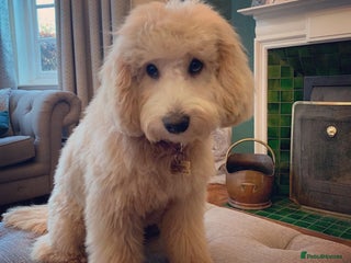 Australian Labradoodle dogs Extensively health tested Austrailian Labradoodles - Advert 1