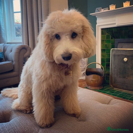 Australian Labradoodle dogs Extensively health tested Austrailian Labradoodles - Advert 1