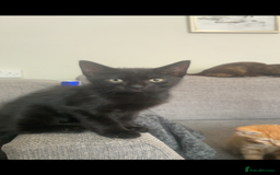 Mixed Breed cats for sale: Two beautiful mixed breed kittens  - Image 8