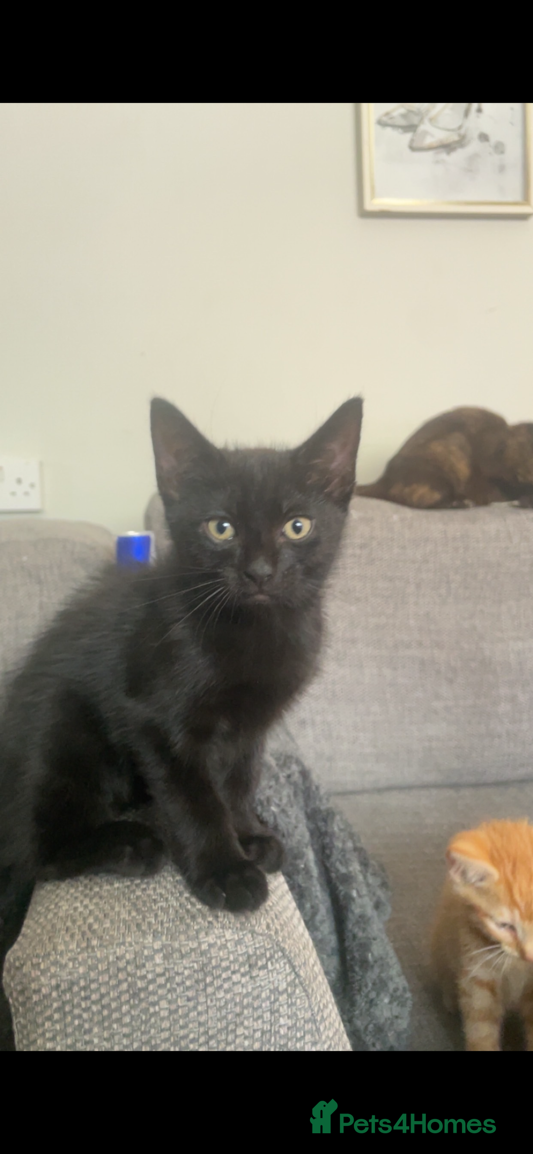 Mixed Breed cats for sale: Two beautiful mixed breed kittens  - Image 8