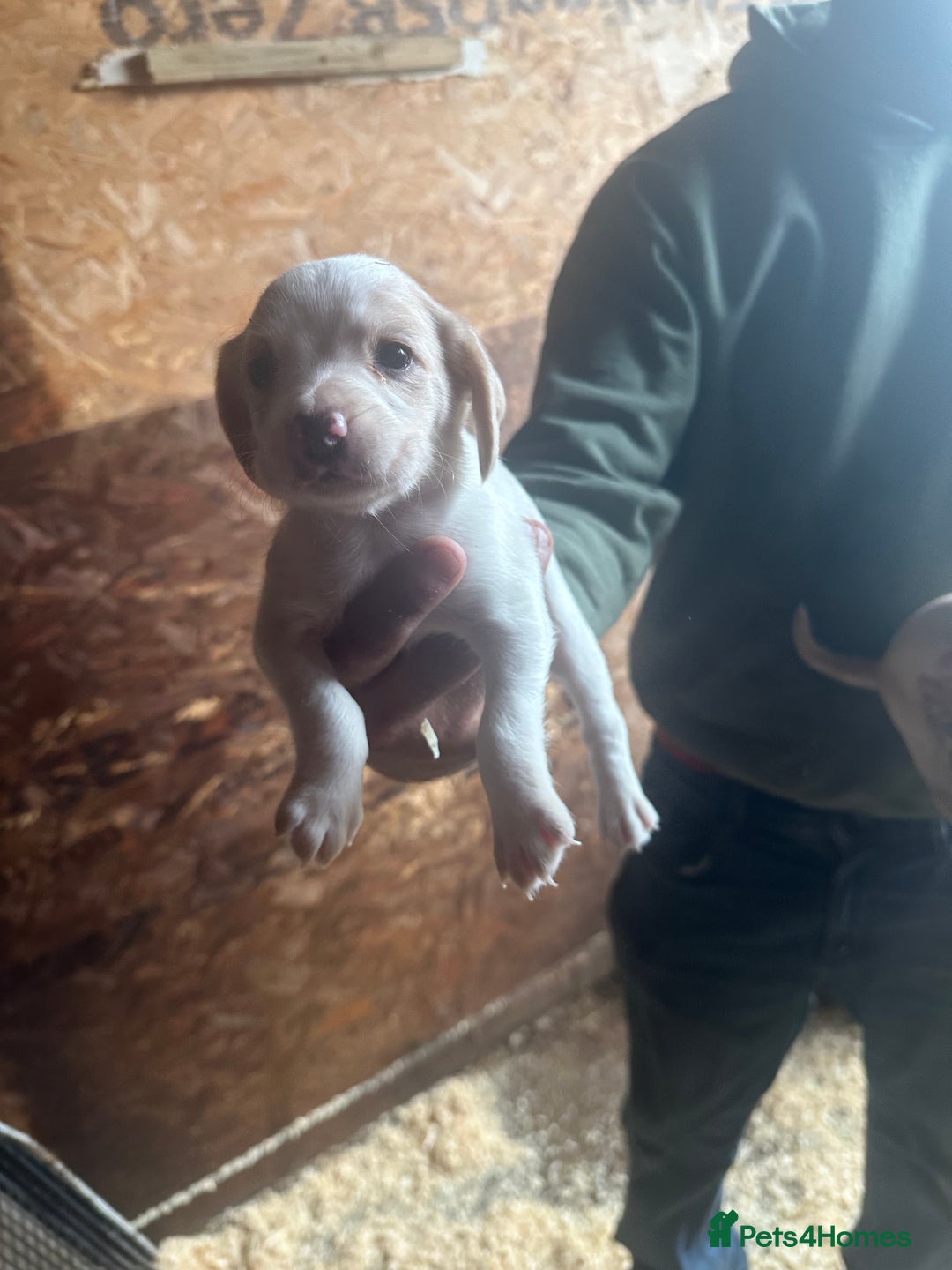 Mixed Breed dogs for sale: 6 Cocker jack puppies - Image 8