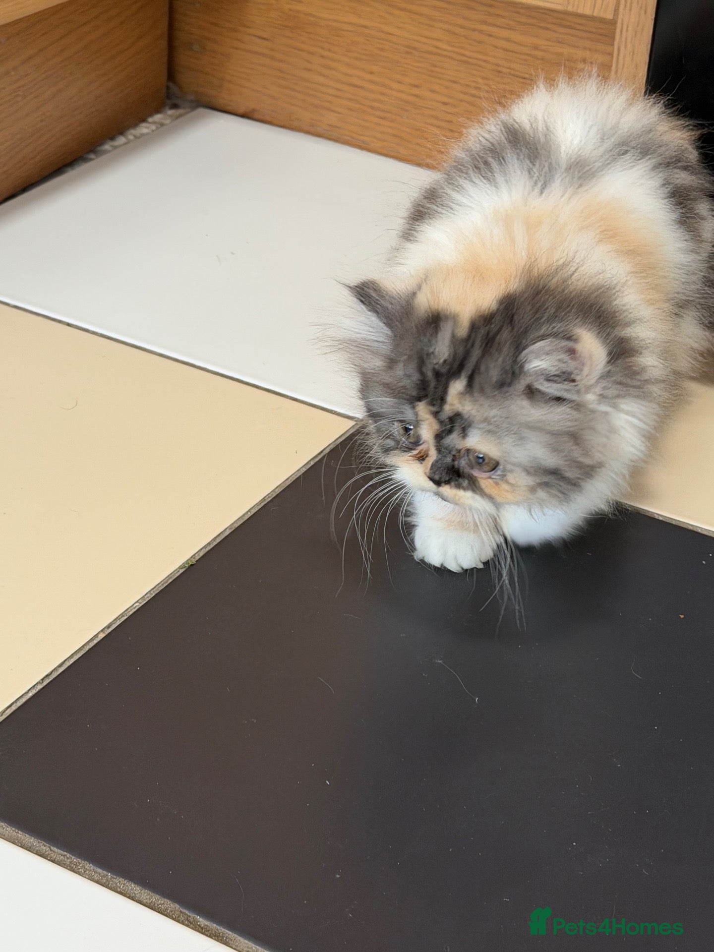 Persian cats Beautiful Pedigree Persian Kittens ready NOW - Advert 2