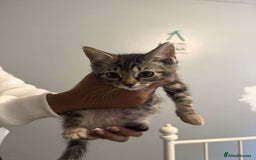 Ragdoll cats for sale: Ragdoll x bengal //// bengal x tabby - Image 12