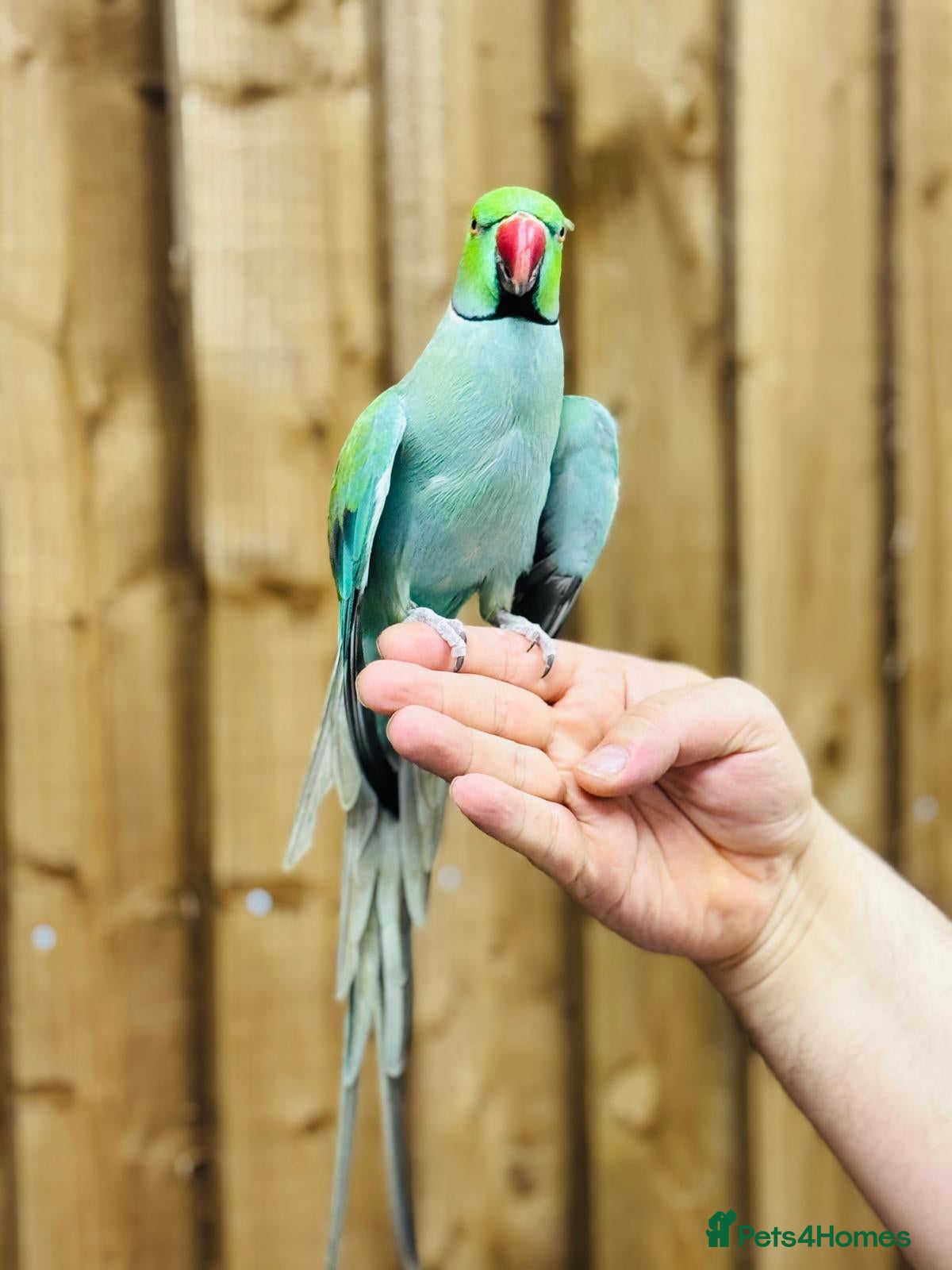 Ringnecks birds Baby blue ring neck  - Advert 1