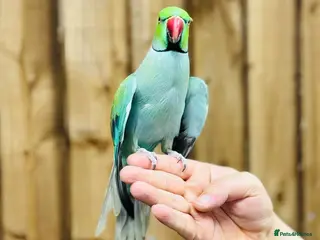 Ringnecks birds Baby blue ring neck - Advert 1