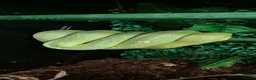 Python Snake reptiles for sale: 1 x Male & 1 x female Green Tree Python - Advert 3