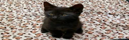 Mixed Breed cats for sale: Kittens for Sale. Ready Now for Loving Homes - Advert 10