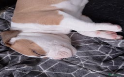 Mixed Breed dogs for sale: Beautiful Big Old Thyme bulldog x Staffy Pups  - Image 6