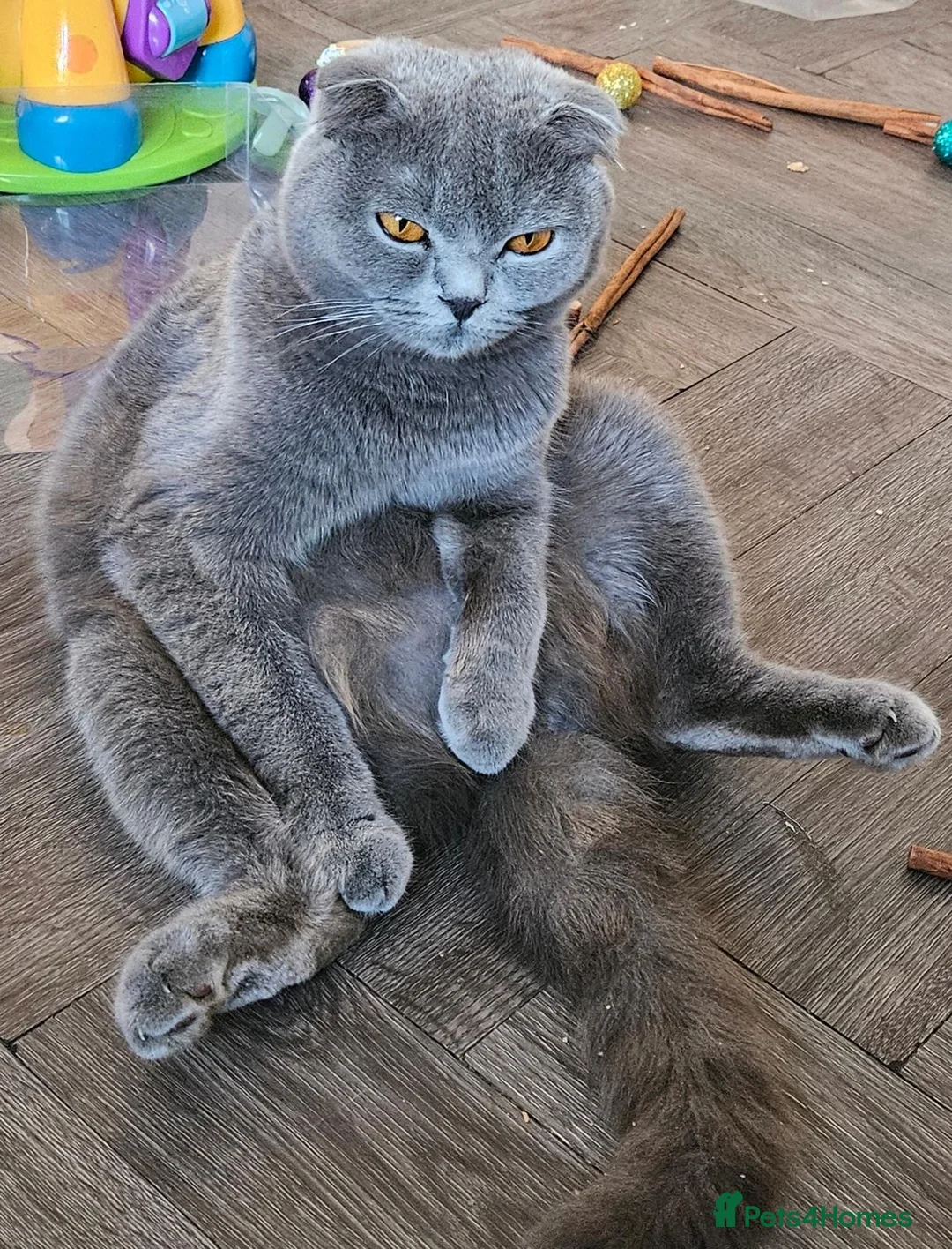 Scottish Fold cats for sale: female scottish fold  - Advert 14