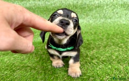 Dachshund dogs for sale: Black & Cream, Chocolate & Cream Dachshund Puppies - Image 8