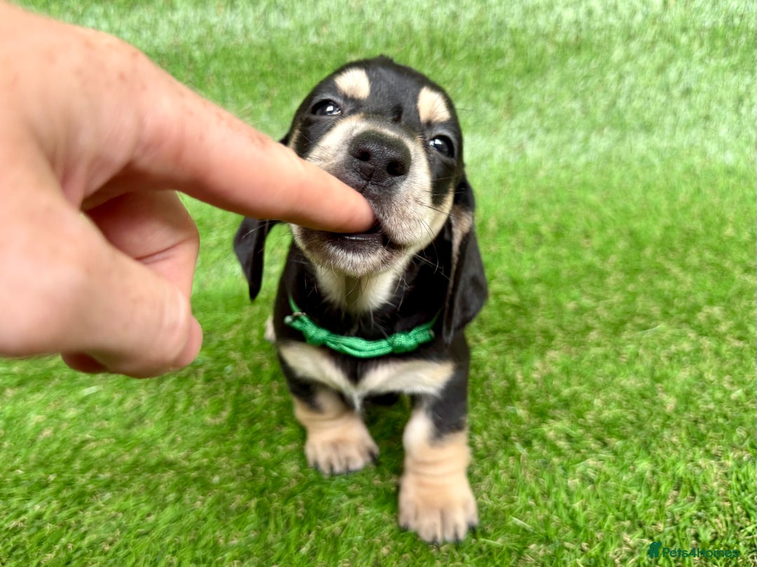 Dachshund dogs for sale: Black & Cream, Chocolate & Cream Dachshund Puppies - Image 8