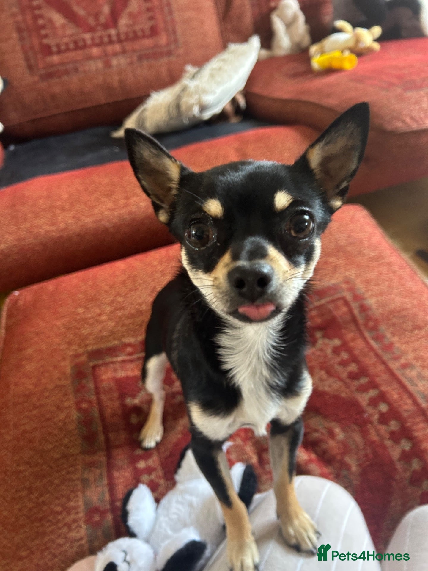 Chihuahua dogs 10 month old Black & Tan Chihuahua  - Advert 3